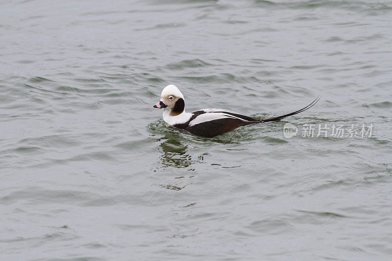 长尾鸭(Clanjula hyemalis)以前称为老鸭